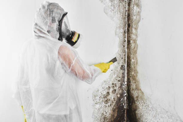 Mold Removal Process in Summit, MS