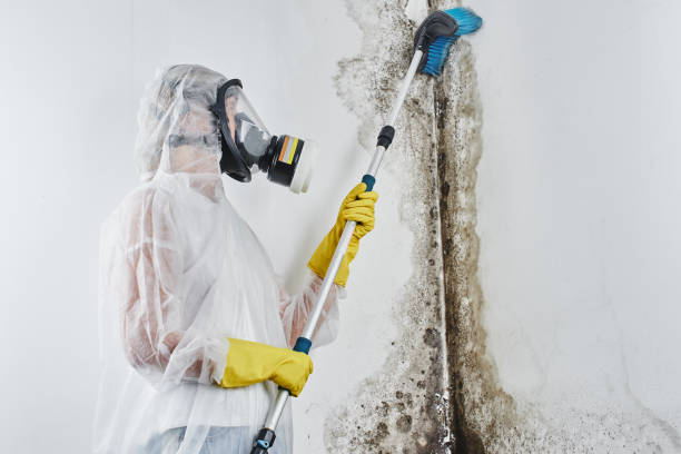 Best Affordable Mold Removal  in Summit, MS