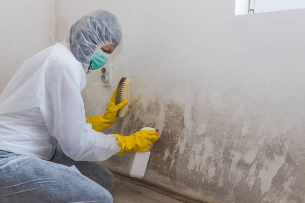 Best Mold Testing  in Summit, MS