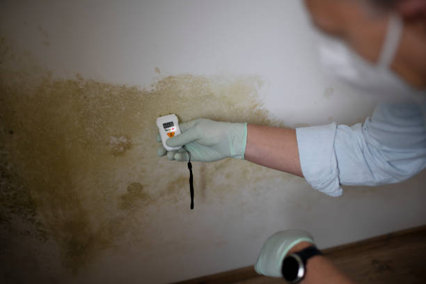 Best Mold Remediation Experts  in Summit, MS