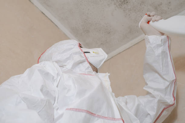 Best Attic Mold Removal  in Summit, MS