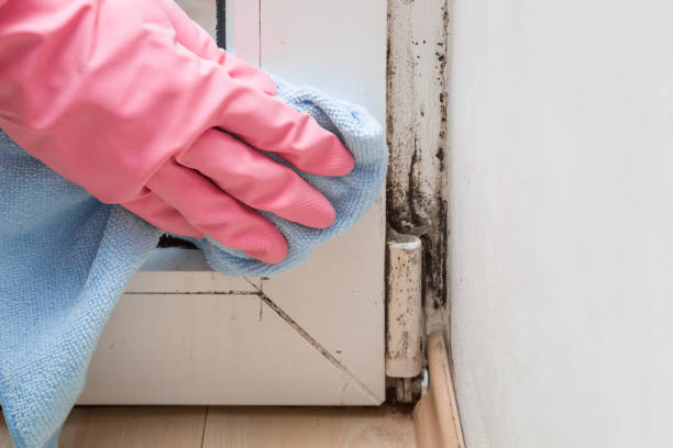 Best Home Mold Removal  in Summit, MS